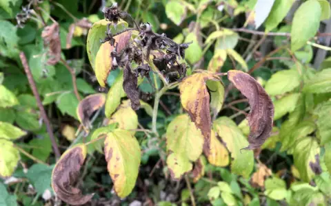 Feuilles de framboisier jaunies et brunies, signe d'une maladie. Les tiges sont sèches et les fruits flétris.