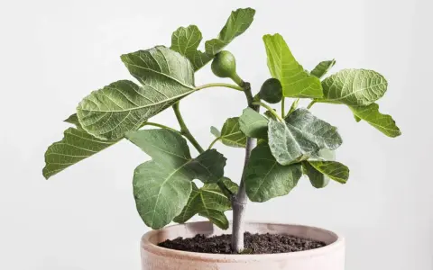 Jeune figuier en pot, ses feuilles vertes et lobées semblent saines, sans signe de maladie du figuier. Une petite figue verte est visible.