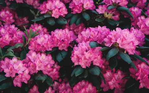 Gros plan sur des fleurs de rhododendron roses vives, leurs pétales délicats contrastant avec le feuillage sombre. La taille de ces fleurs est impressionnante.