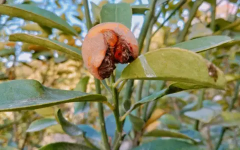 Un fruit abîmé sur une branche, signe d'une possible maladie de l'abricotier. Les feuilles sont vertes mais semblent légèrement atteintes.