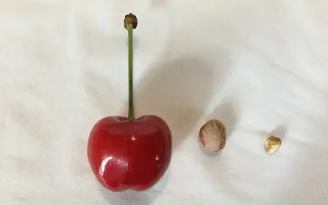 Une cerise rouge, son noyau et une petite graine, prêts à faire germer un noyau de cerise.