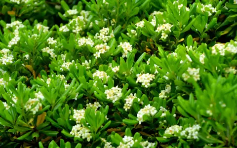 Un buisson dense de Pittosporum tobira, couvert de petites fleurs blanches parfumées, offre un spectacle printanier.