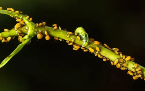 Un essaim de pucerons jaunes envahit une tige verte de laurier rose, une petite chenille verte se faufile parmi eux.