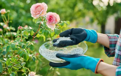 Mains gantées tenant un bol d'engrais pour rosier près de magnifiques roses roses.