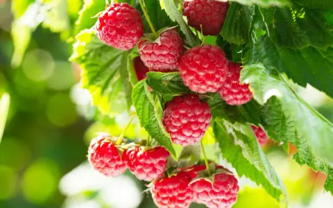 Gros plan sur des framboises mûres sur une branche, prêtes à être cueillies. Un bon engrais framboisier assure une récolte abondante.
