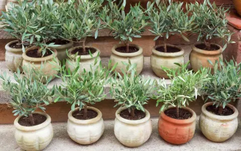 Plusieurs jeunes oliviers en pot, prêts à être plantés. Ces boutures d'olivier promettent de futurs arbres majestueux.
