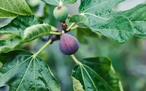 Figues mûres et vertes sur une branche, entourées de feuilles humides. Le **chancre du figuier** peut affecter ces fruits.
