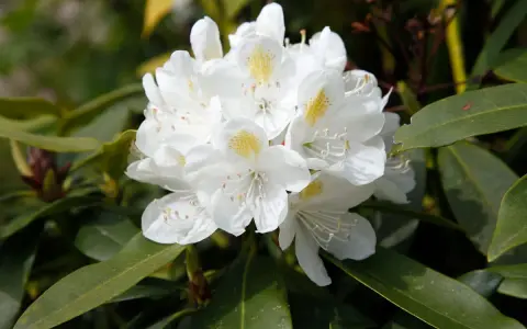 Gros plan sur un magnifique rhododendron blanc aux pétales délicats et aux taches jaunes. Idéal pour planter un rhododendron dans votre jardin.