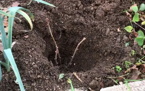 Deux boutures de cassis plantées dans la terre, prêtes à prendre racine et à offrir de futurs fruits.