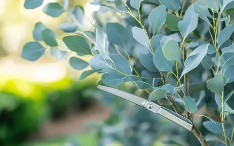 Ciseaux argentés prêts pour la taille eucalyptus. Les feuilles bleutées et le soleil créent une ambiance douce.