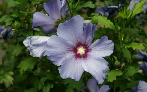 Fleurs bleues d'hibiscus, dont une au premier plan avec un cœur rouge profond. La taille Althea est mise en valeur par la nature.