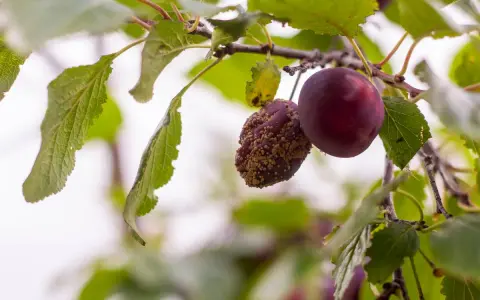Une prune saine à côté d'une autre affectée par la maladie prunier, recouverte de pustules jaunâtres.