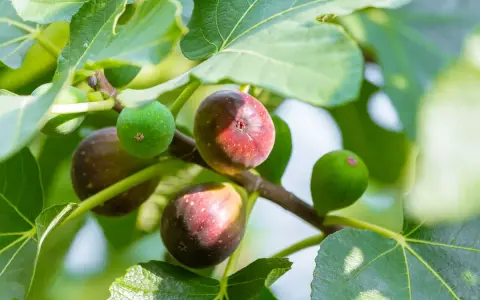 Figuier adulte portant des figues vertes et mûres, prêtes à être cueillies.