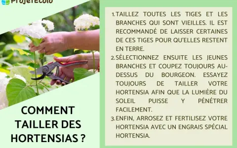 Comment et quand tailler les hortensias : conseils pour des fleurs éclatantes. Une main coupe une tige avec un sécateur.