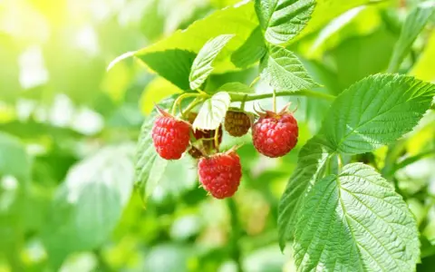 Des framboisiers remontants gorgés de soleil, prêts à être cueillis. Leurs fruits rouges brillent au milieu des feuilles vertes.