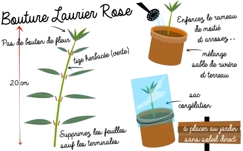 Illustration montrant comment préparer une bouture de laurier rose. Une tige est coupée, puis mise en pot et recouverte d'un sac plastique.