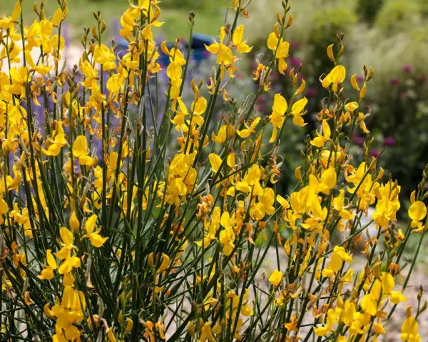 Un buisson de genet sauvage, ses fleurs jaunes vives illuminent le paysage.