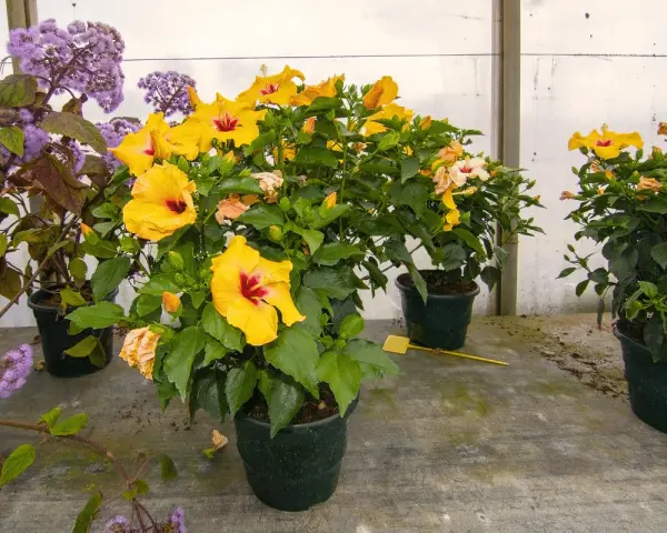 Des hibiscus jaunes éclatants, malgré le froid, semblent défier l'hibiscus hiver. Des fleurs violettes ajoutent une touche de couleur.