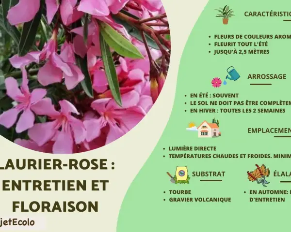 Laurier-rose : entretien et floraison. Guide pour prendre soin de cette plante aux fleurs roses parfumées.