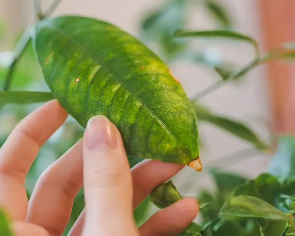 Main d'une personne examinant une feuille de citronnier, dont le vert est parsemé de taches jaunes, signe d'un besoin de soins.