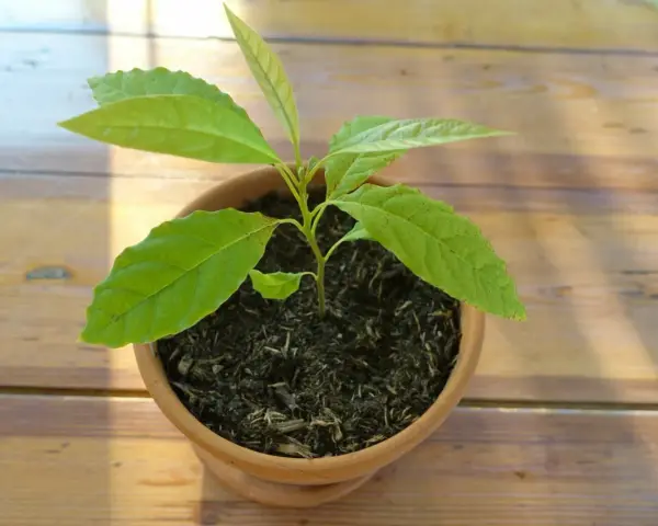 Jeune plant d'avocat en pot, plein d'espoir. Combien de temps pour avoir un avocat fruit ? Patience !