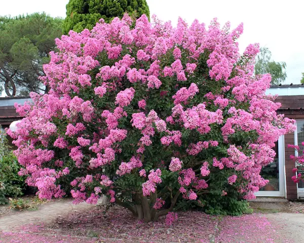 Un lilas des Indes au feuillage persistant explose de fleurs roses vives. Des pétales tombés forment un tapis coloré au pied de l'arbuste.