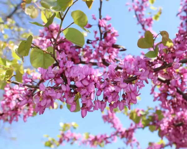 Rameaux d'un arbre de Judée en pleine floraison, avec des grappes de fleurs roses vives et quelques feuilles vertes tendres, sous un ciel bleu clair.