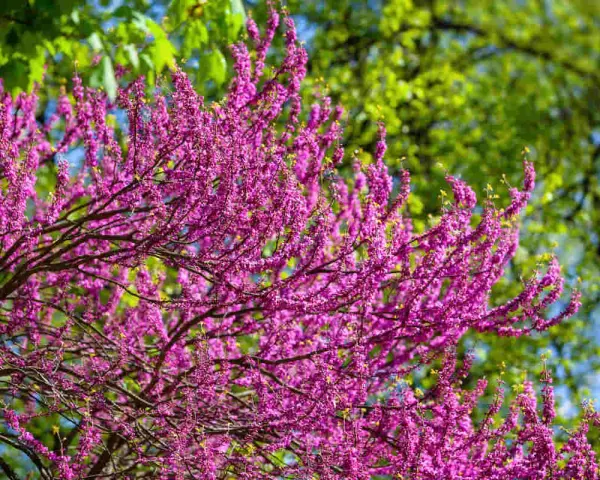 Un arbre de Judée en pleine floraison, ses branches chargées de fleurs roses vives contrastent avec le feuillage vert tendre et le ciel bleu.