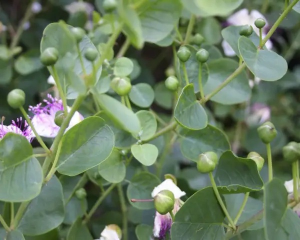Gros plan sur des boutons de câpres verts et des fleurs mauves sur une plante en pleine culture.
