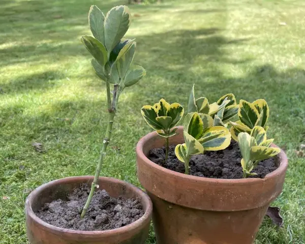 Deux boutures de fusain, l'une plantée seule dans un pot, l'autre en groupe dans un pot plus grand, sur fond d'herbe verte.