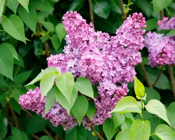 Gros plan sur une grappe de fleurs de lilas violettes et roses, avec des feuilles vertes vives. La taille lilas est parfaite pour un bouquet printanier.