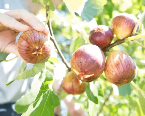 Main d'une personne récoltant des figues mûres sur un figuier. L'un des inconvénients du figuier est que les fruits peuvent attirer les guêpes.