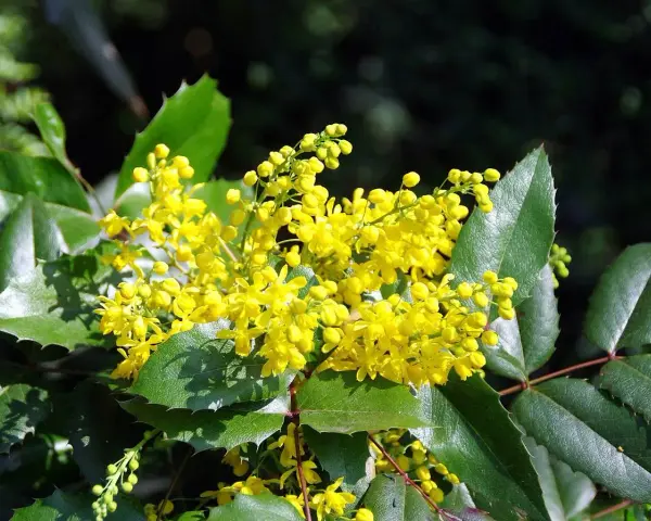Grappe de fleurs jaunes vives sur un mahonia aux feuilles vertes dentelées. La taille du mahonia est impressionnante, avec des grappes florales généreuses.