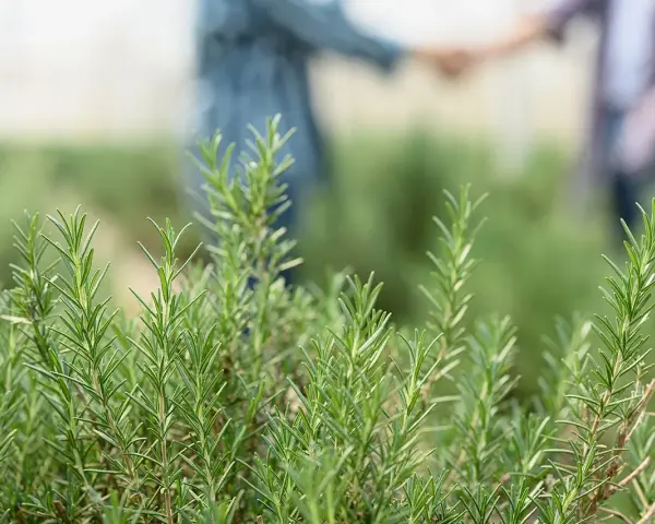 Des brins de romarin frais, prêts à être plantés, avec deux personnes se tenant la main en arrière-plan flou.