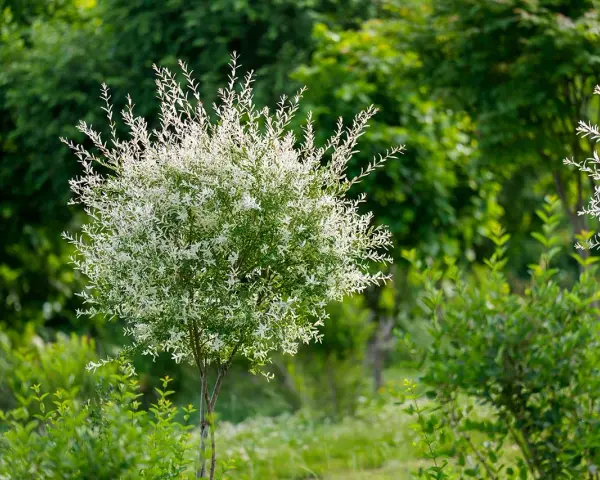 Un jeune saule crevette, avec ses feuilles blanches et vertes, s'épanouit dans un jardin luxuriant.