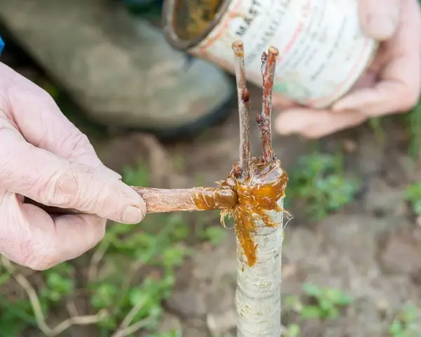 Application de mastic de greffage sur un jeune cerisier. C'est le bon moment quand greffer un cerisier pour assurer sa reprise.