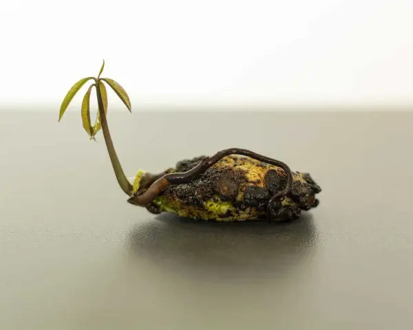 Un jeune plant de manguier émerge d'un noyau de mangue, ses premières feuilles vertes se déployant timidement.