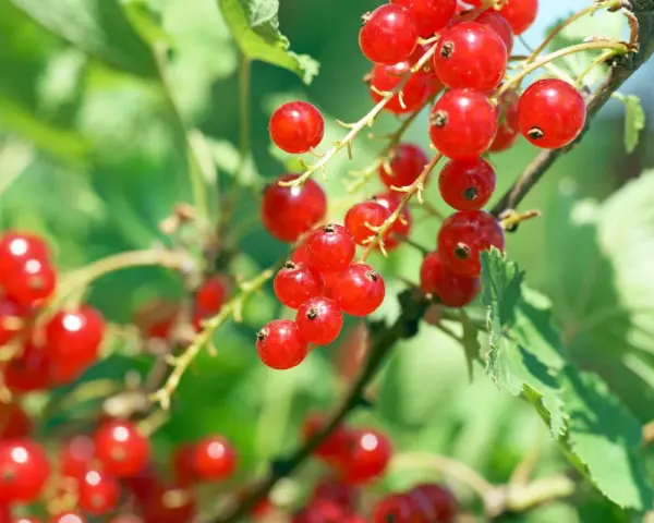 Groseilles rouges mûres sur une branche. Le moment idéal pour savoir quand tailler un groseillier est après la récolte.