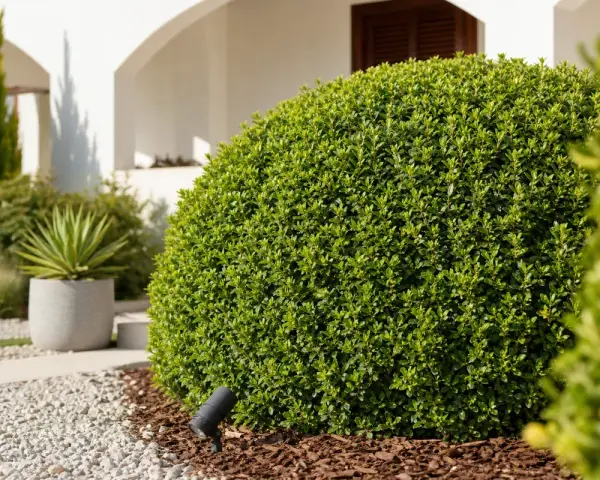 Un arbuste de pittosporum taillé en boule parfaite, orné d'un projecteur discret à sa base, dans un jardin moderne.