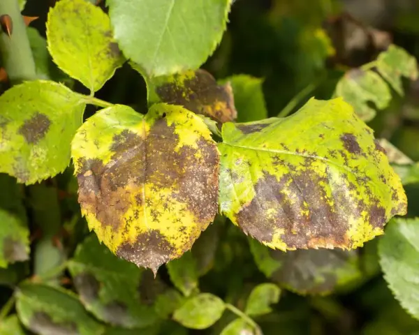 Feuilles de rosier atteintes de taches noires, signe qu'il faut savoir comment traiter les rosiers pour les sauver.