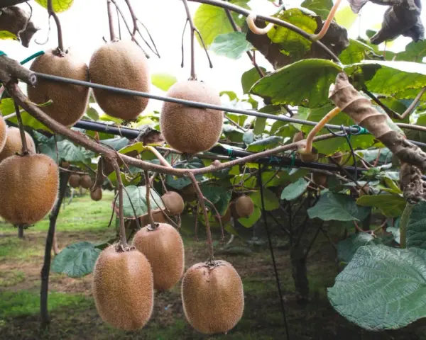 Gros kiwis mûrs pendent des branches, prêts à être récoltés. La taille du kiwi en hiver est une étape clé pour la future récolte.