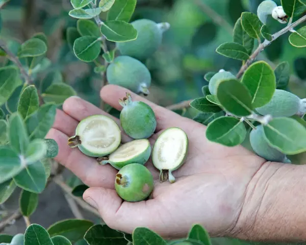 Une main tient plusieurs fruits verts, dont certains coupés en deux révèlent leur chair blanche. Ces fruits sont la goyave, mûrs sur leur branche feuillue.