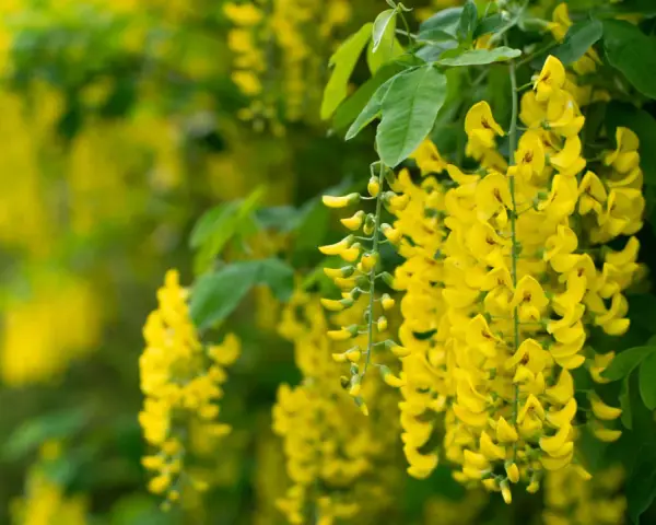 Grappes de fleurs jaunes vives, typiques du cytise, tombant en cascade sur un fond verdoyant.