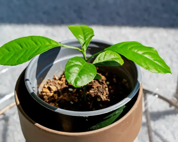 Jeune bouture de citronnier aux feuilles vertes et brillantes, en pot, prête à grandir.