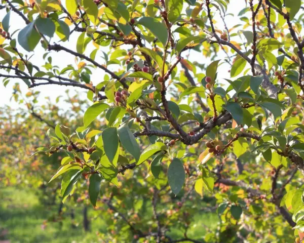 Rameaux d'un arbre fruitier, avec de petites baies rouges et des feuilles vertes. La taille pecher est en cours pour favoriser la future récolte.