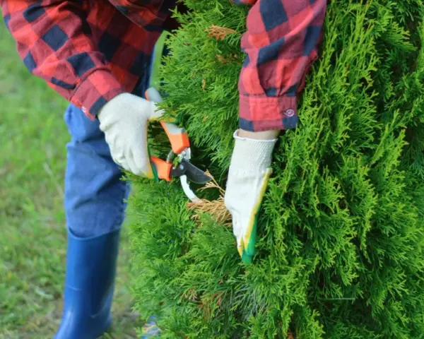 Personne en gants blancs taillant un cyprès avec des sécateurs. Le jardinier porte une chemise à carreaux rouge et bleue et des bottes bleues.