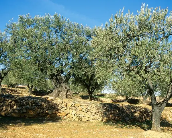 Un champ d'oliviers sous un ciel bleu. Un muret de pierres sèches borde le terrain, prêt pour l'arrosage de l'olivier.