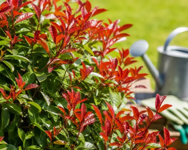 Feuilles rouges d'un photinia, prêt pour un engrais pour photinia. Arrosoir et gants de jardinage en arrière-plan.