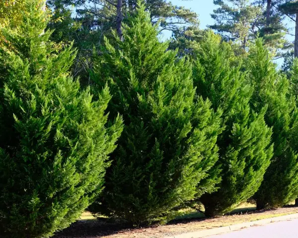 Rangée de cyprès verts, denses et bien taillés. Ces arbres sont magnifiques, mais leurs inconvénients incluent une croissance lente et une sensibilité à certains parasites.