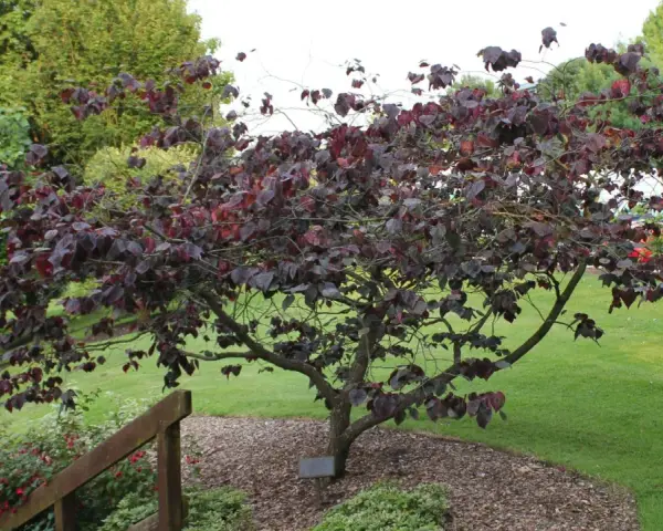 Arbre de Judée hiver, ses feuilles pourpres contrastent avec le vert de la pelouse.